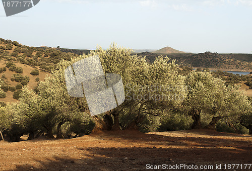 Image of Olive trees at sunset 