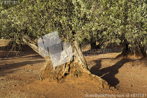 Image of Olive trees at sunset 