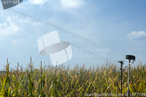 Image of Watering the corn plantation