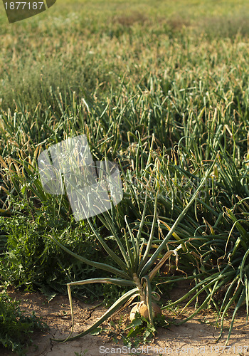 Image of Onions plantation