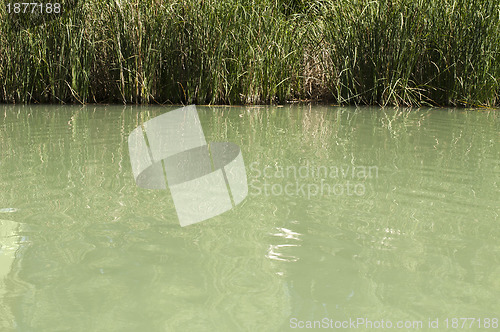 Image of Cane in River