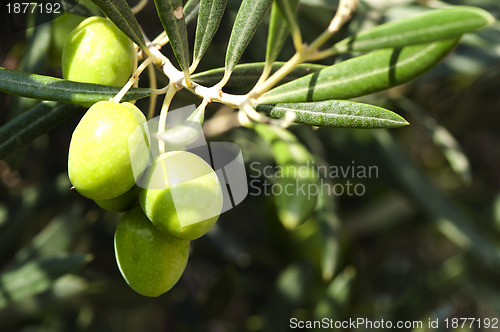 Image of Olives on a branch