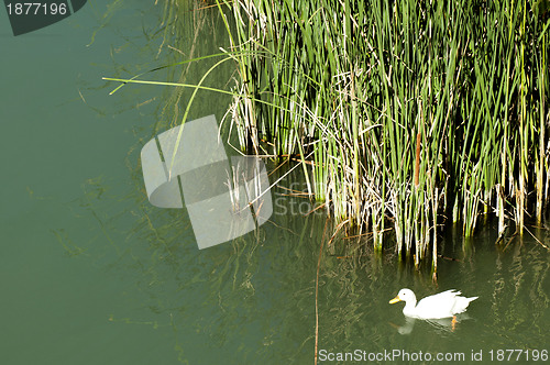 Image of Ducks in the river and reeds