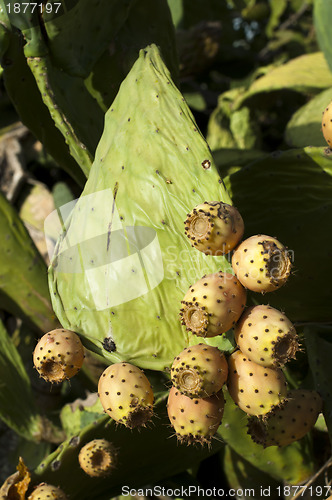 Image of Cactus fruits