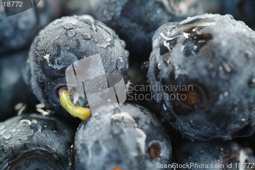 Image of Blueberries