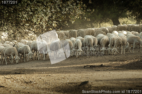 Image of Sheep herd