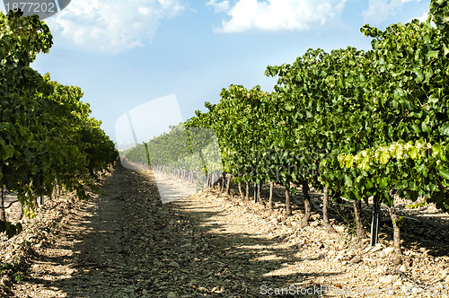 Image of Vineyards