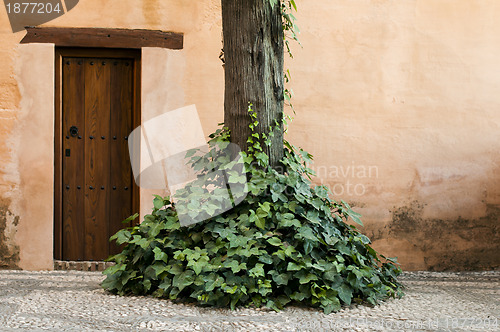 Image of Wooden door and ivy