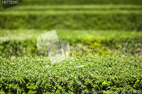 Image of Green background of garden shrubs