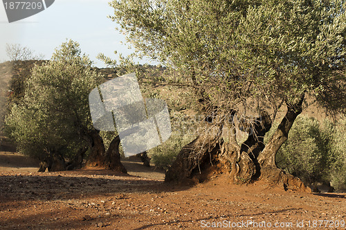 Image of Olive trees at sunset 