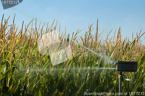 Image of Watering the corn plantation