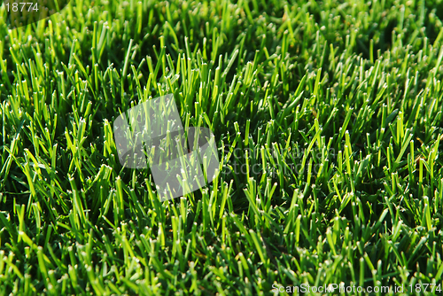 Image of Grass