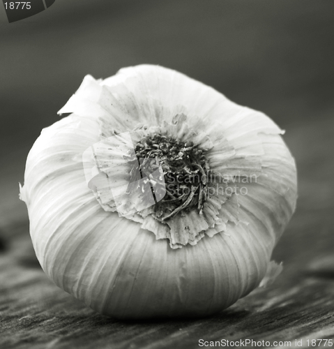Image of Garlic