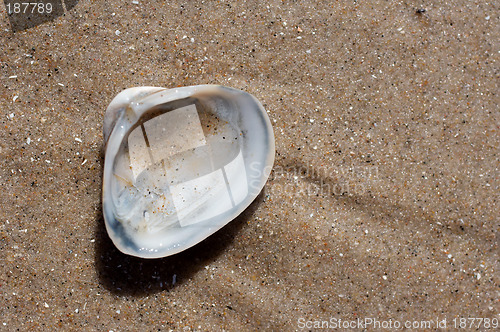 Image of A single seashell