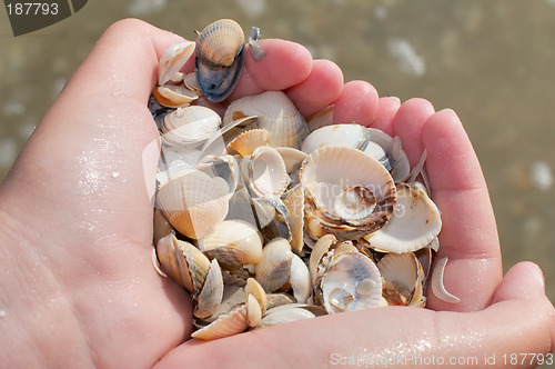 Image of Handfull of seashells