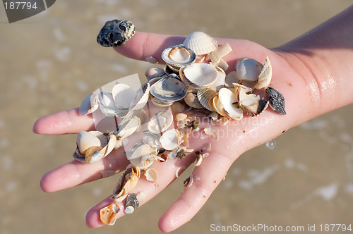 Image of A hand of seashells