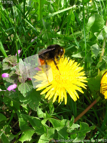 Image of spring