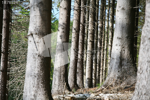 Image of Landscape forest