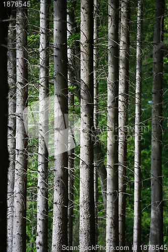 Image of Forest