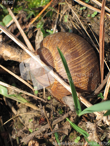 Image of snail