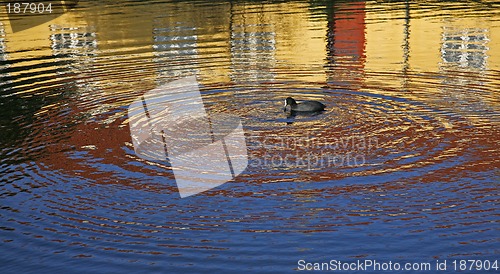 Image of Coot