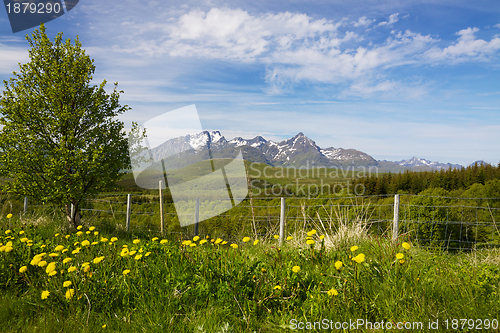 Image of Summer on Lofoten