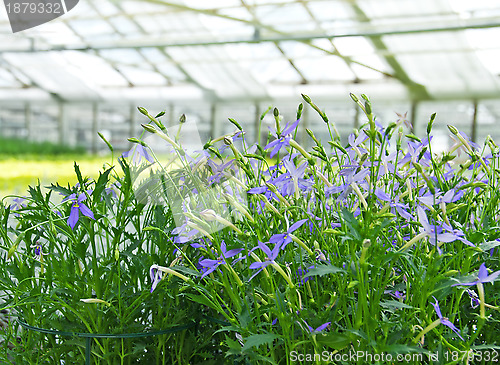 Image of Blue flowers in a greenhouse