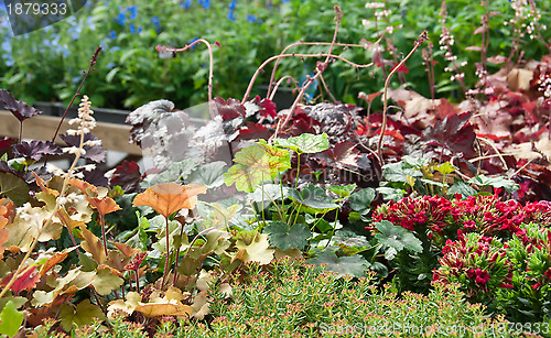 Image of Colorful summer garden