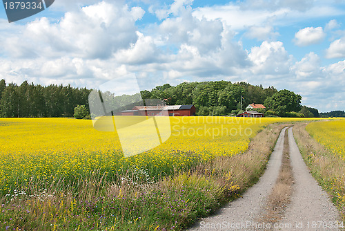 Image of Country road in yellow meadow