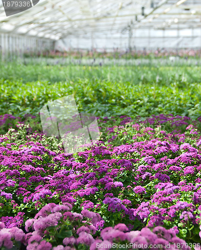 Image of Purple flowers blooming in a greenhouse