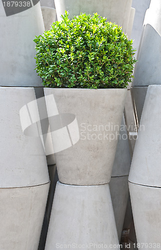 Image of White flower pots and green plant