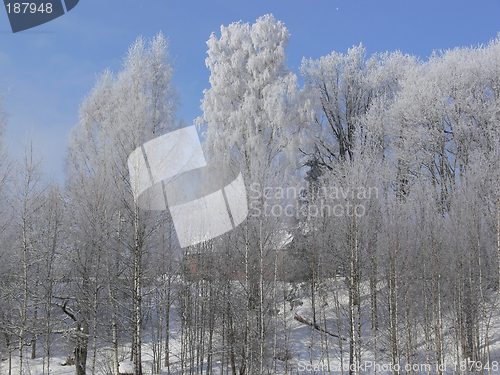 Image of Winter scenery