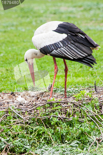 Image of Mother stork feeding its youngs