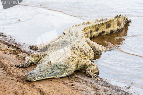 Image of Kenian crocodiles