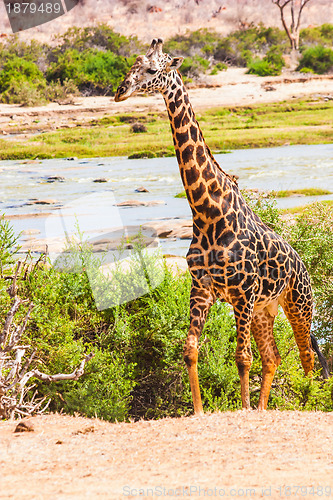 Image of Free Giraffe in Kenya