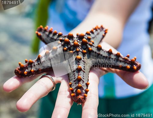 Image of Holding a starfish