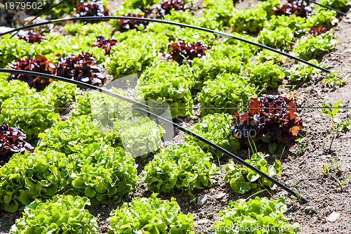 Image of Vegetable Garden