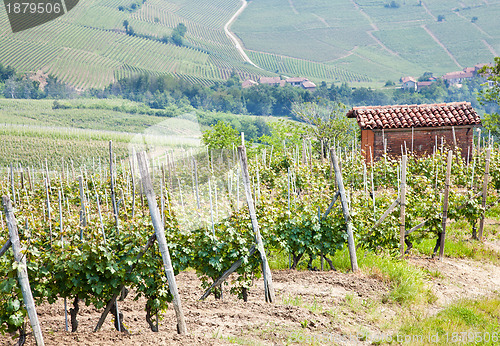 Image of Tuscany vineyard