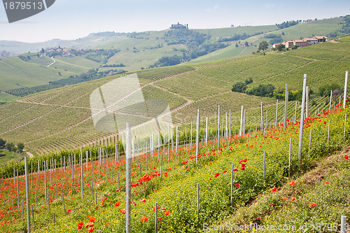 Image of Tuscany vineyard