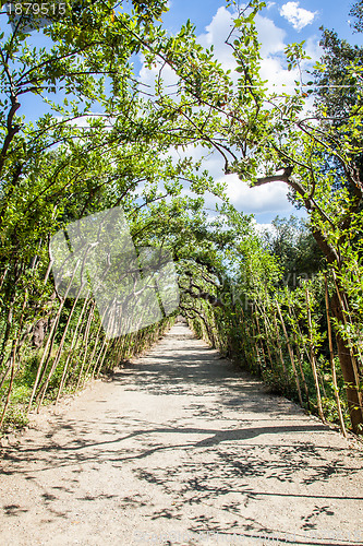 Image of Boboli Gardens
