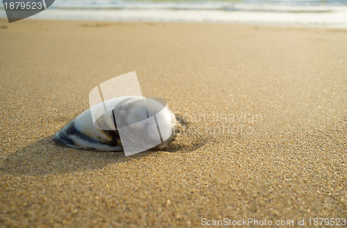 Image of Shell