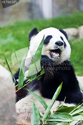 Image of Giant panda eating bamboo