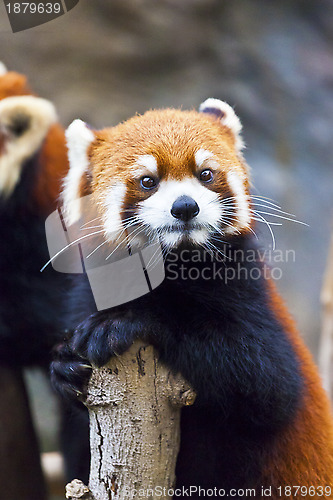 Image of Little red panda looking