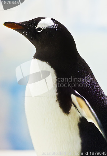 Image of Penguin on the ice