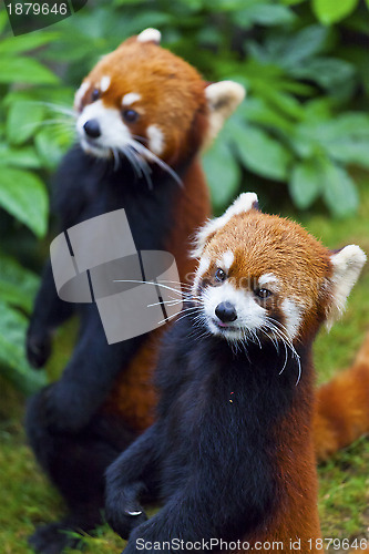 Image of Little red panda, endangered species