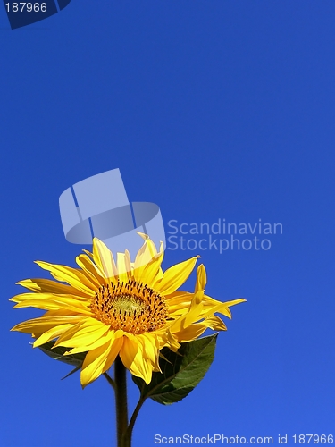 Image of Sunflower