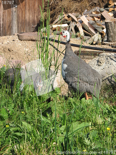 Image of village poultry