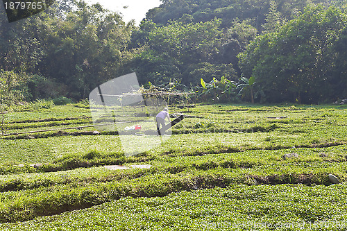 Image of Farmer working at farmland