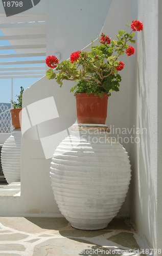 Image of geraniums