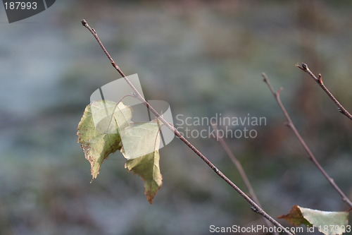 Image of Autumn